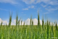 /album/%e5%a4%8f/%e5%8e%9a%e7%94%b0%e6%9c%9b%e6%9d%a5%e3%80%80%e9%ba%a6%e7%95%91%e3%81%ae%e4%b8%98%e3%80%807-jpg/